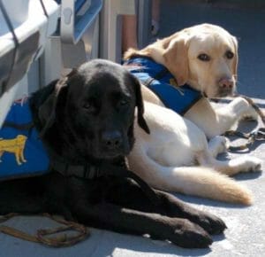 two service labradors 